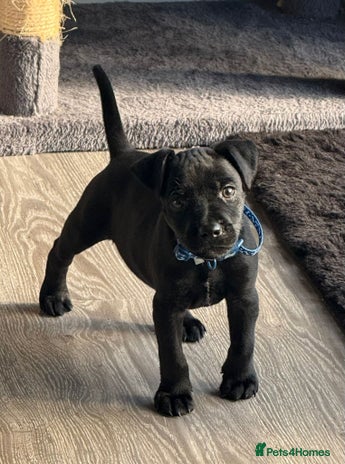 Patterdale Terrier dogs - Advert 2