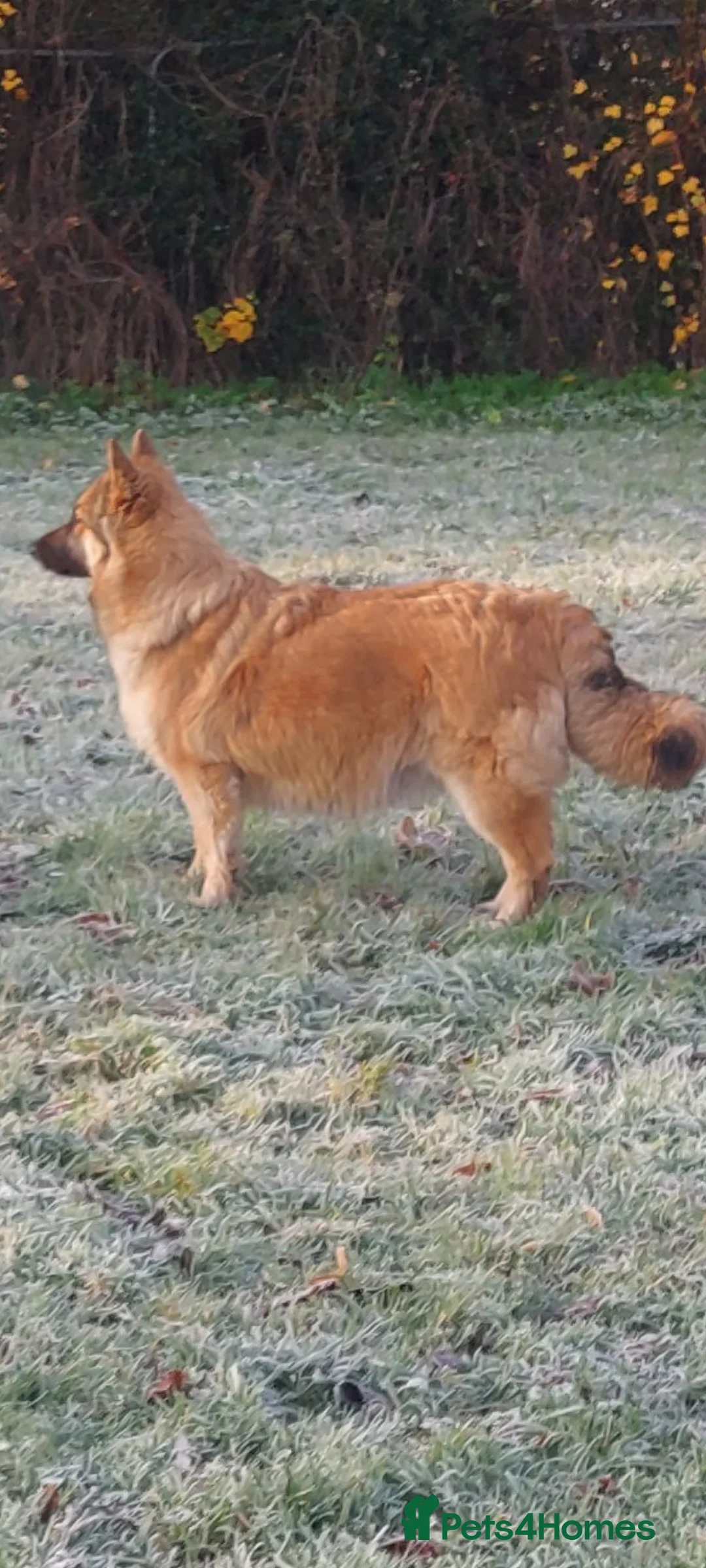 German Shepherd dogs for sale: German shephered puppys 4 boys 2 girls - Advert 21