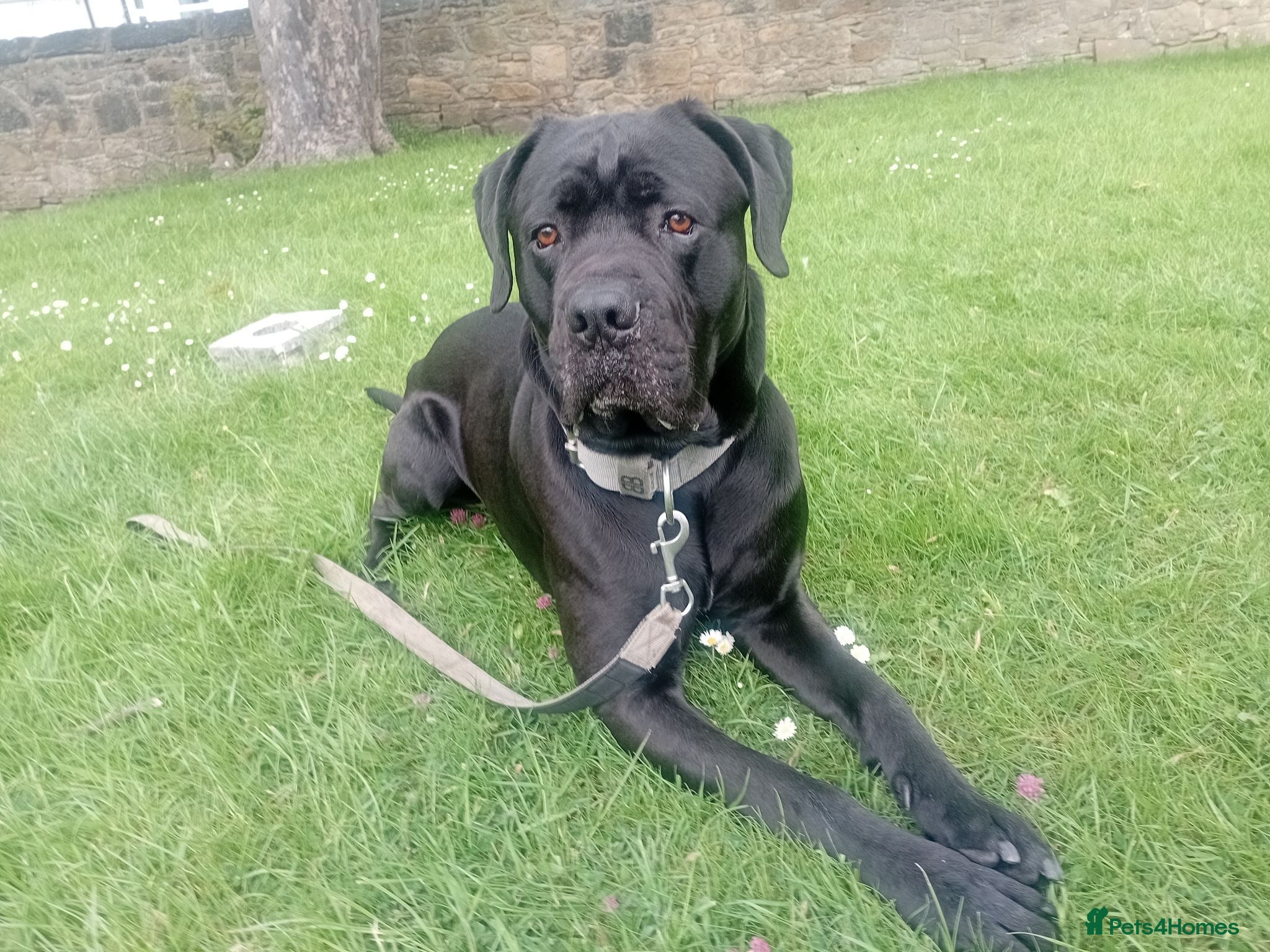 Cane Corso dogs Cane corso 4 years old  - Advert 2