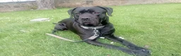 Cane Corso dogs for stud: Cane corso 4 years old  in Wallsend - Advert 1