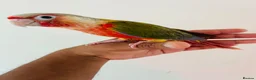 Conures birds for sale: Hand reared conures for sale  - Advert 15