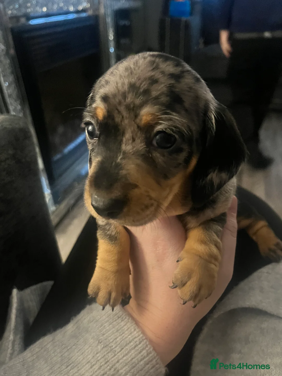 Miniature Dachshund dogs for sale: Minature Dachshunds  - Advert 18