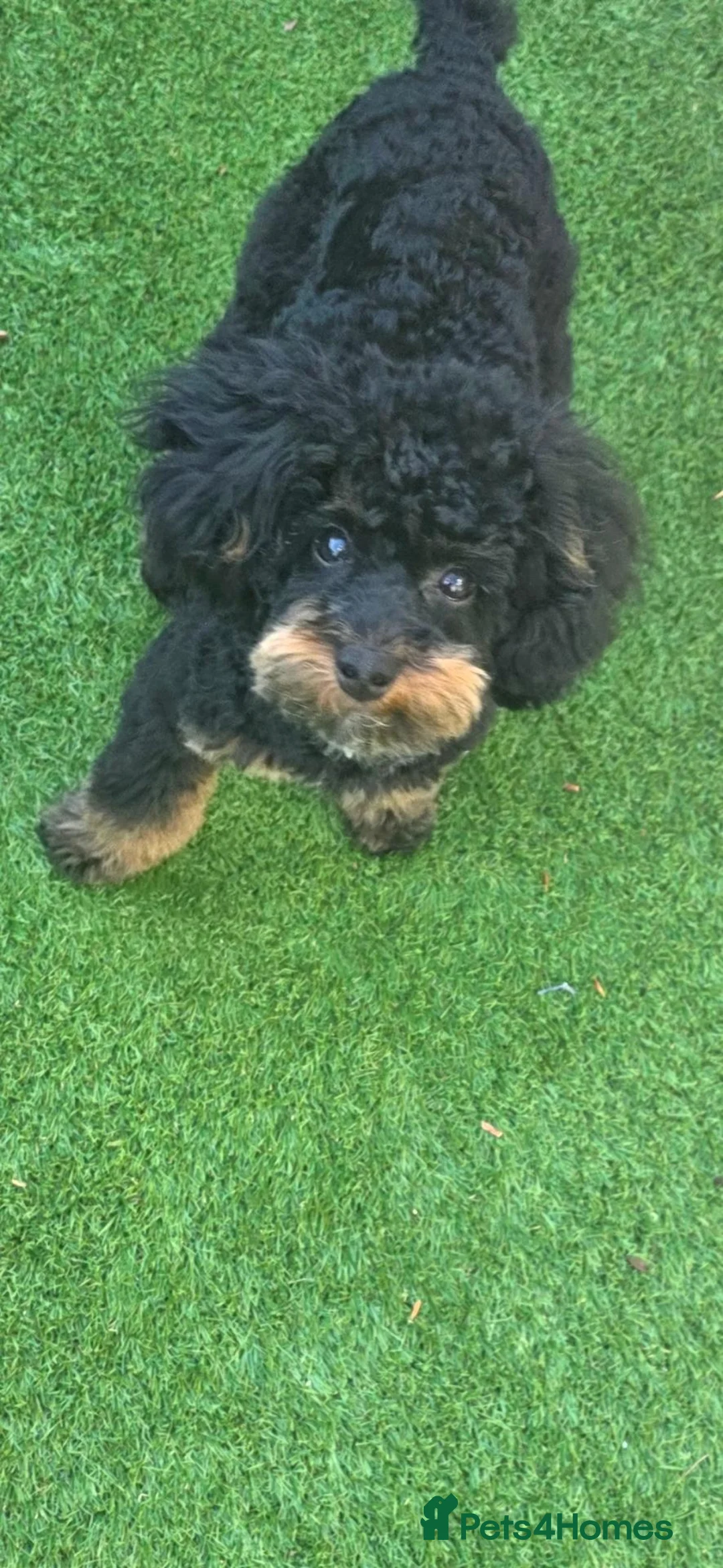 Poochon dogs for sale: Poochon  in Bootle - Advert 2