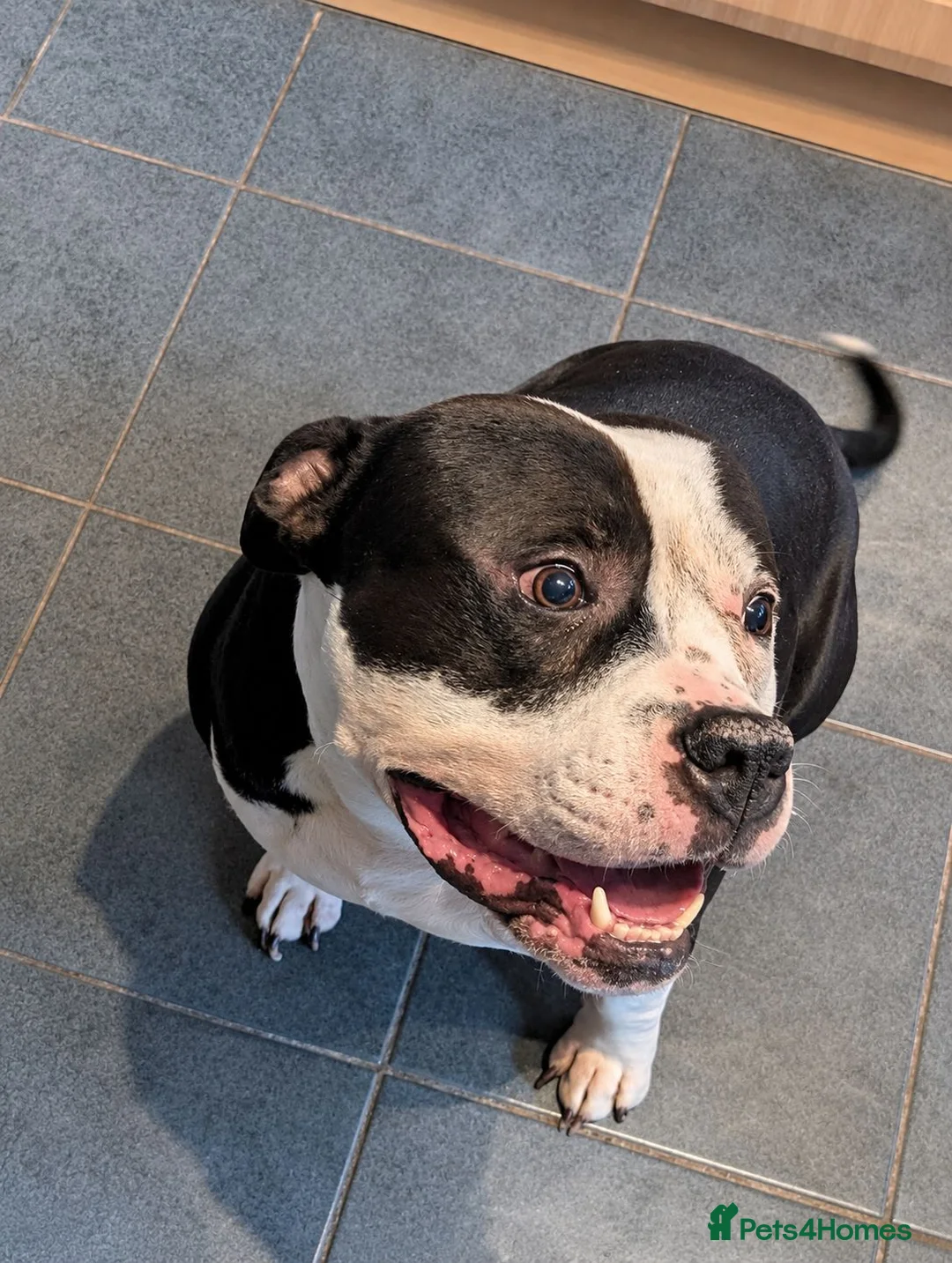 Mixed Breed dogs for sale: Friendly 8 y/o bully cross, superb with children. in Merthyr Tydfil - Advert 2