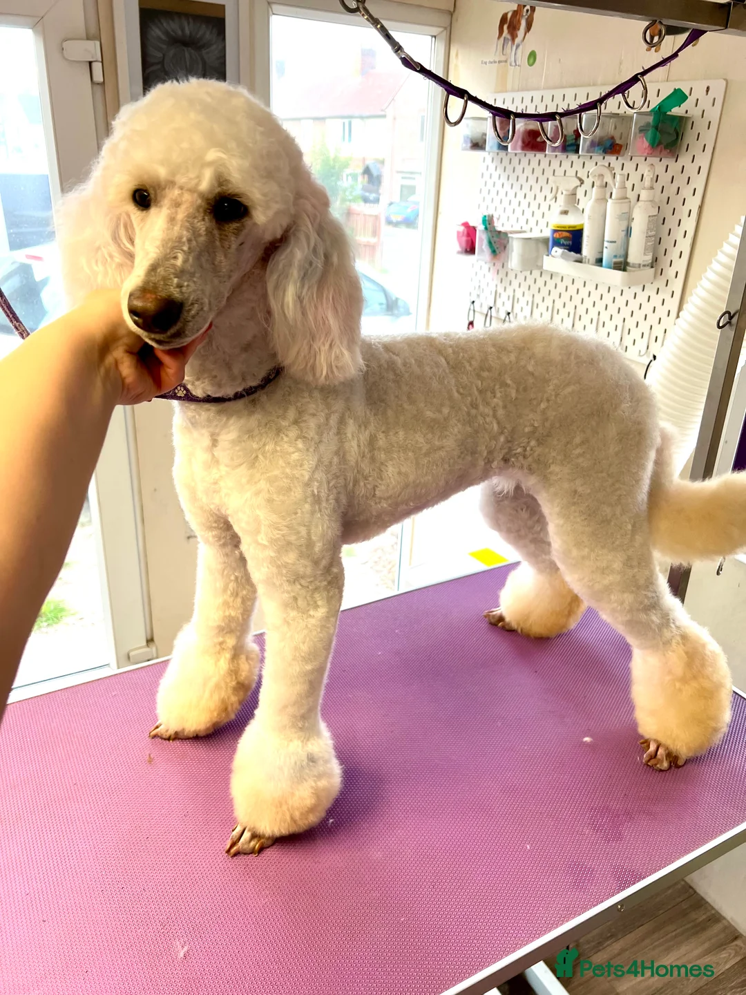 Gallery Image {{count}}