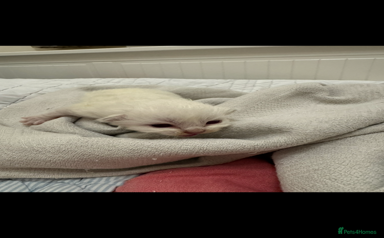 Ragdoll cats Rare and precious Gccf registered Lilac kittens  - Advert 5