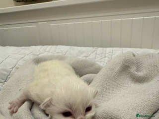 Ragdoll cats Rare and precious Gccf registered Lilac kittens - Advert 7