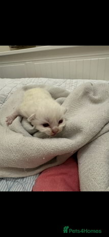 Ragdoll cats Rare and precious Gccf registered Lilac kittens - Advert 5