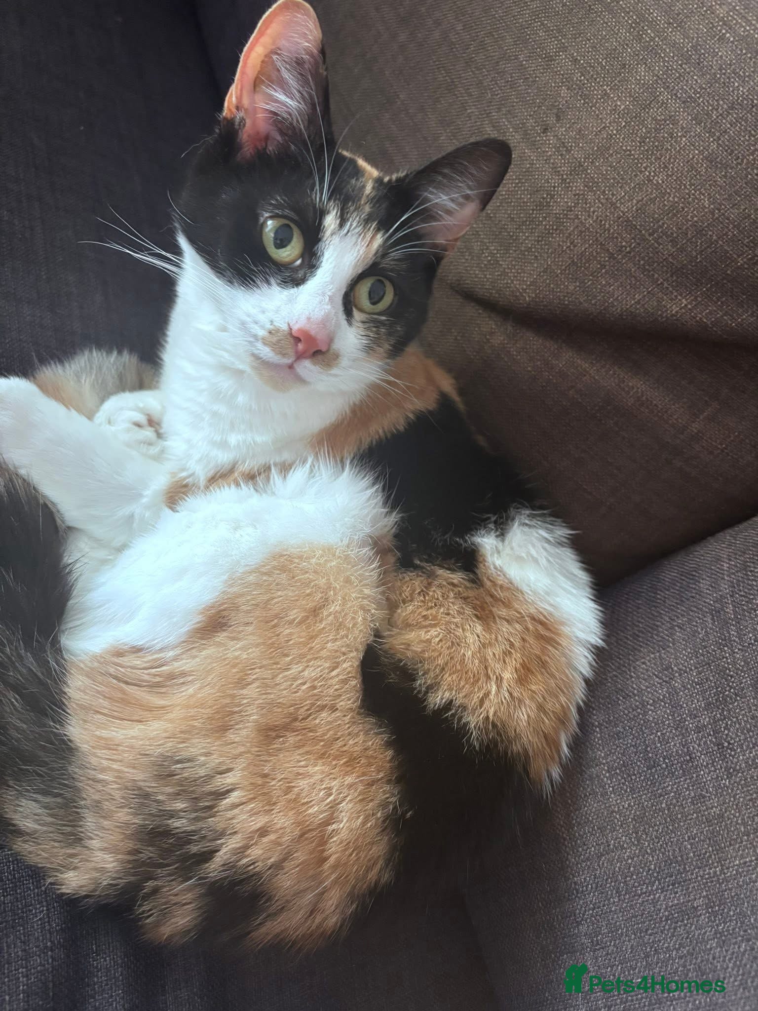 Domestic Shorthair cats for sale: bubbles  - Advert 1