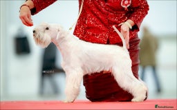Miniature Schnauzer dogs for stud: Junior Champion of Poland 2024 in Preston - Image 3