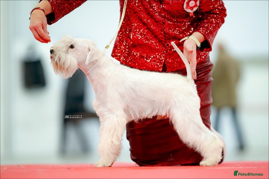 Miniature Schnauzer dogs for stud: Junior Champion of Poland 2024 in Preston - Image 3