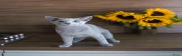 Russian Blue cats for sale: Young Russian Blues - Advert 4
