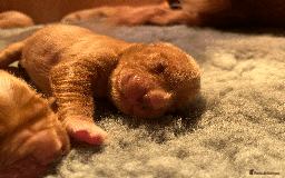 Golden Retriever dogs for sale: Working type golden retriever puppies - Image 5