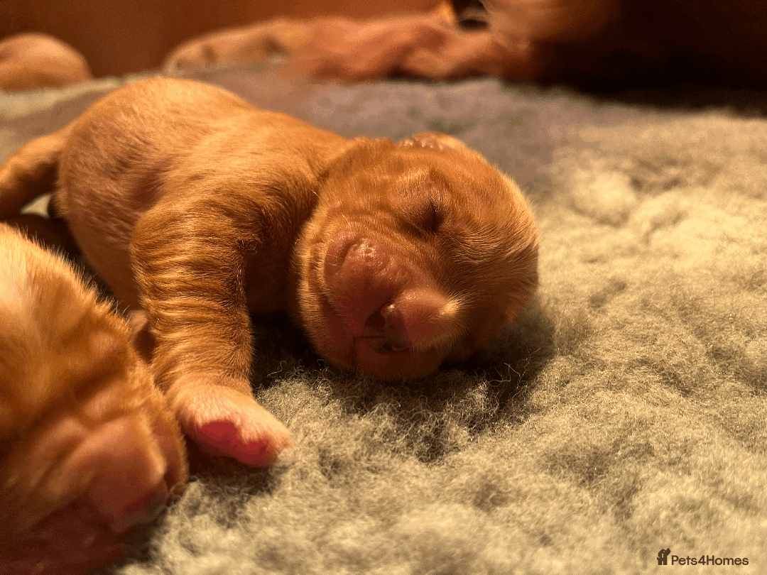 Golden Retriever dogs for sale: Working type golden retriever puppies - Image 5