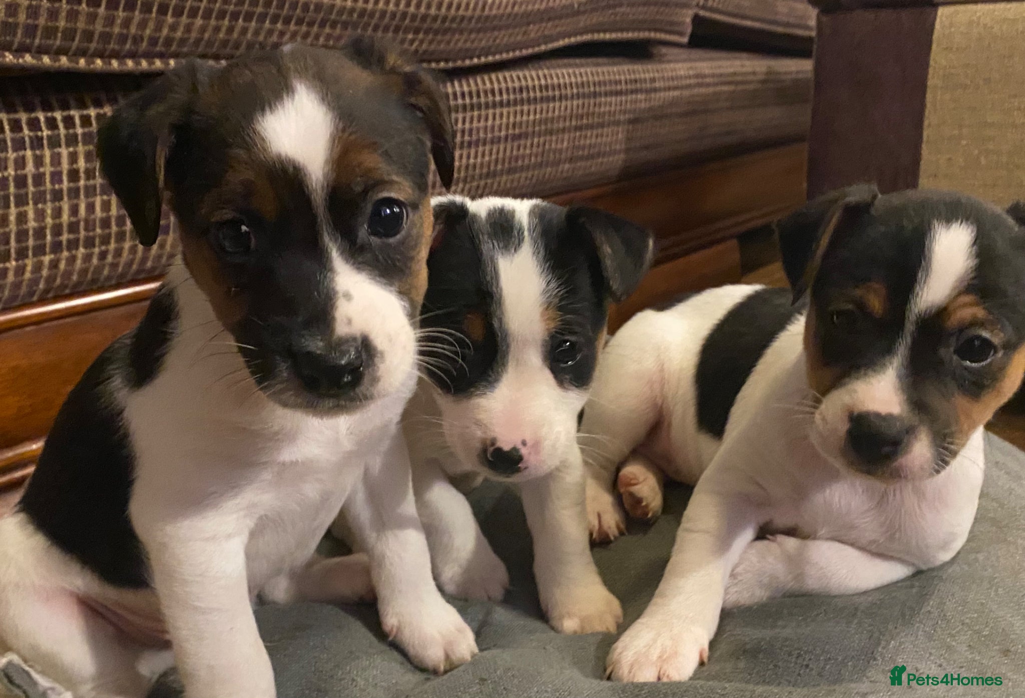 Jack Russell dogs  Jack Russel puppies for sale  - Advert 5