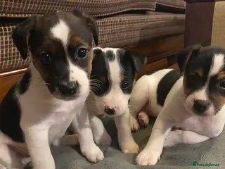 Jack Russell dogs Jack Russel puppies for sale - Advert 5
