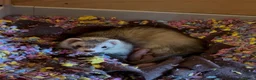 Ferret rodents for sale: Pedigree Full & semi Angora Ferret kits £150-£250  - Advert 26