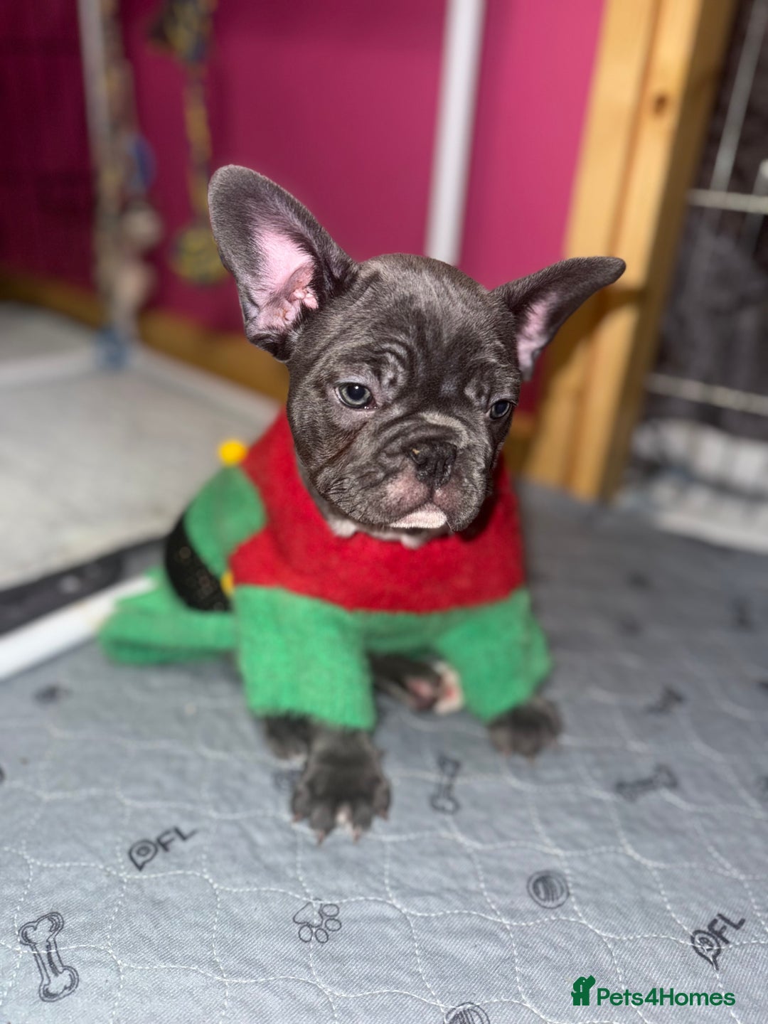French Bulldog dogs for sale: 5 female French Bulldog –9 weeks old💙 🐾 - Advert 10