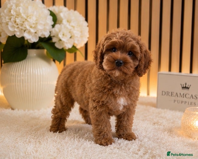 Cavapoo dogs Deep red Teddy Cavapoo ready now - Advert 1