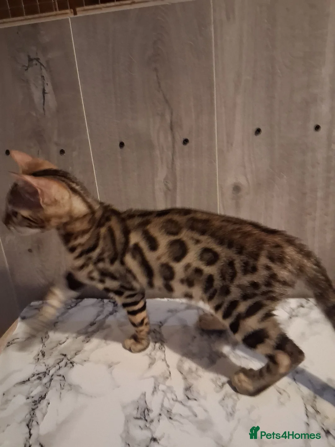 Bengal cats for sale: Bengal Kittens  - Advert 1