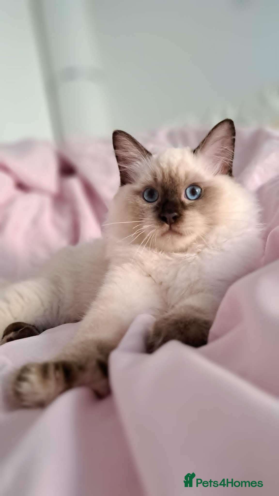 Ragdoll cats 💠FiFe registered Ragdoll kittens for sale💠 - Advert 14
