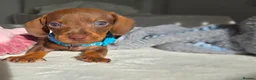 Miniature Dachshund dogs for sale: 🤎 Gorgeous Daxies_Mini Dachshunds 🤎 - Advert 8