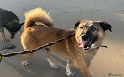 Mixed Breed dogs for adoption: Levi - Norwich Norfolk  - Image 8