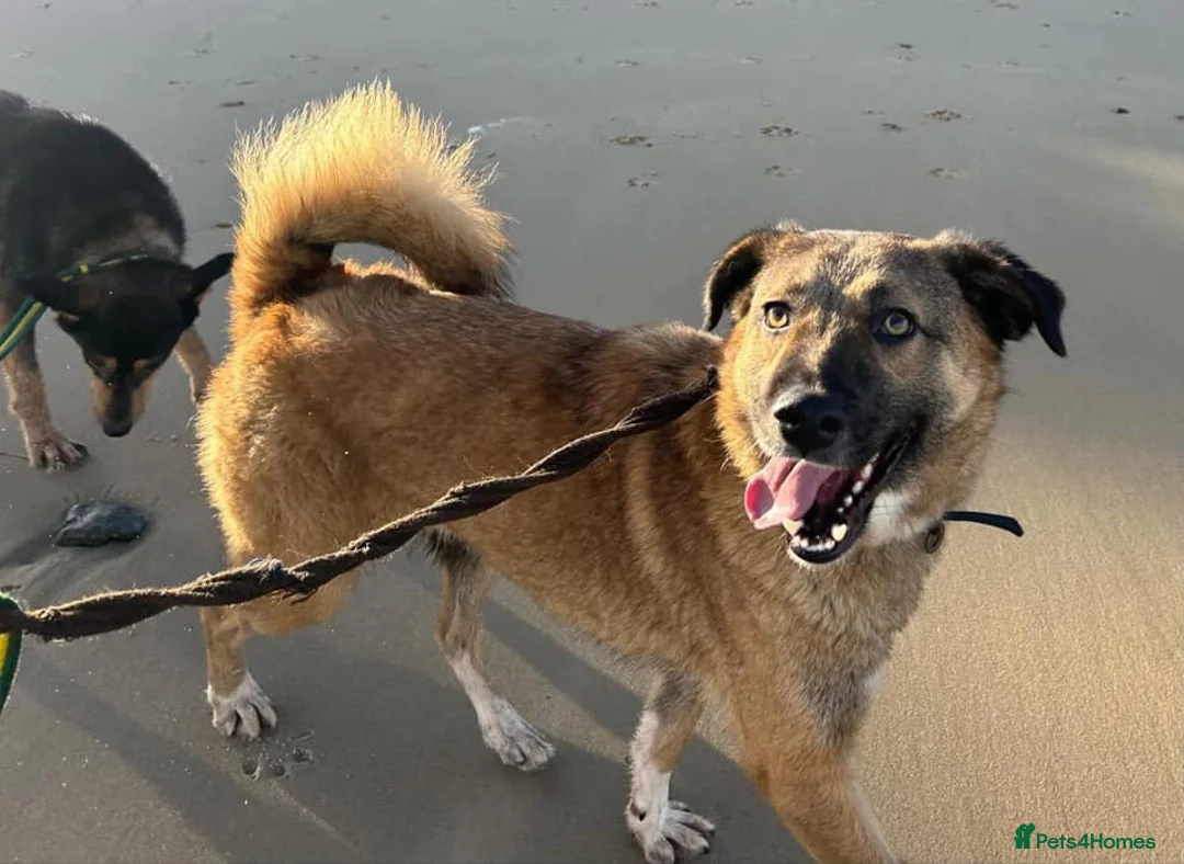 Mixed Breed dogs for adoption: Levi - Norwich Norfolk  - Advert 8