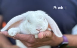Mini Lop rabbits for sale: Gorgeous Pure Mini Plush Lops - Image 14