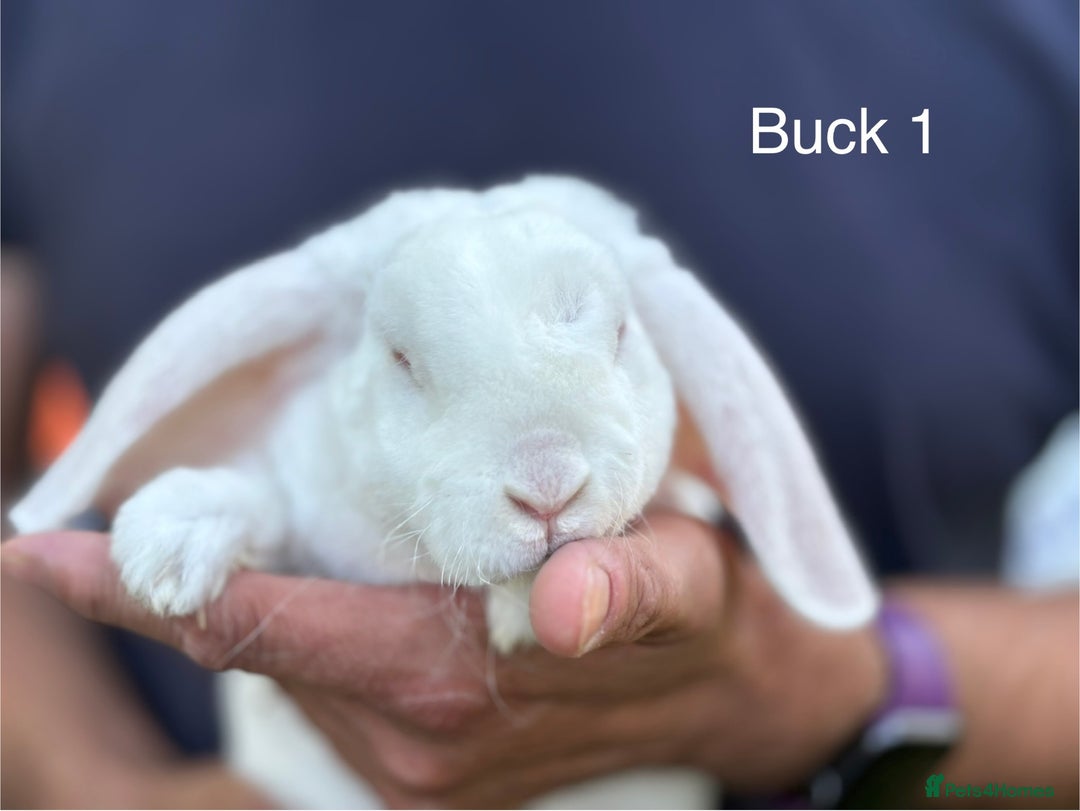 Mini Lop rabbits for sale: Gorgeous Pure Mini Plush Lops - Image 14