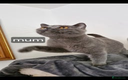 British Shorthair cats for sale: British Shorthair Kittens  - Image 2
