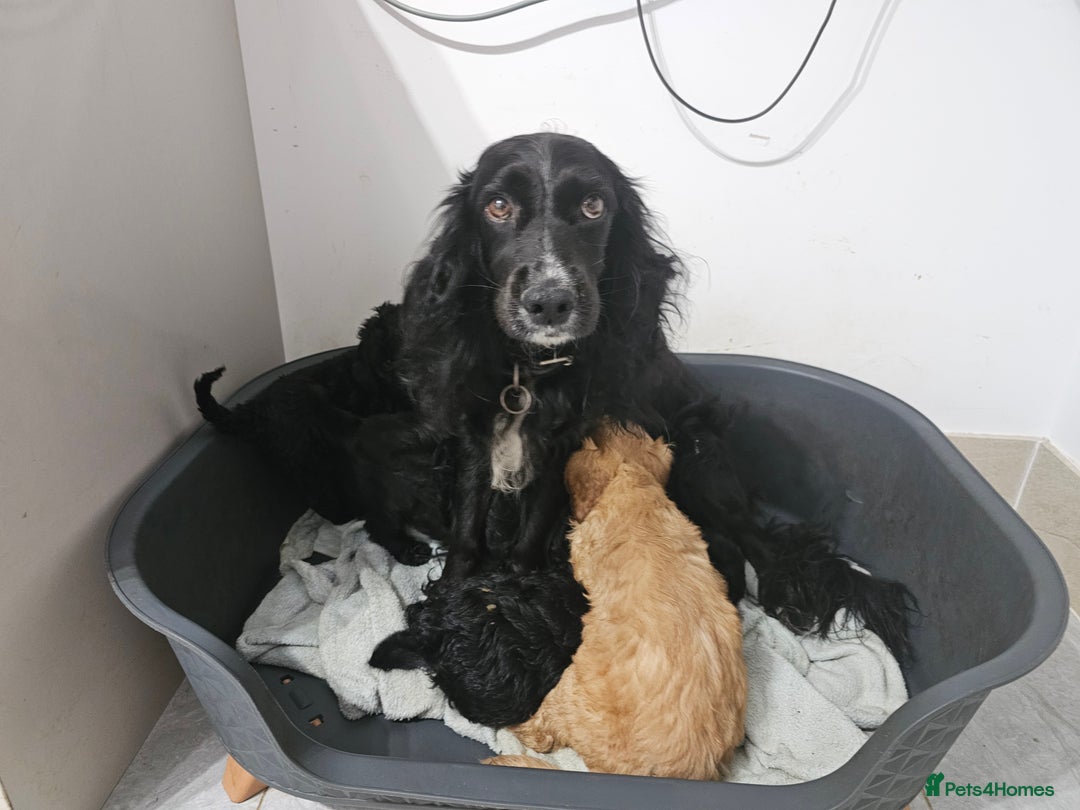 Cockapoo dogs for sale: Cockapoos for sale  - Image 8