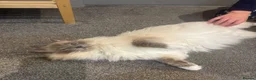 Ragdoll cats for sale: 2 female ragdolls looking for homes  - Advert 12
