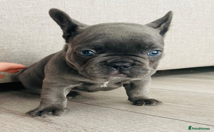 French Bulldog dogs - Advert 2