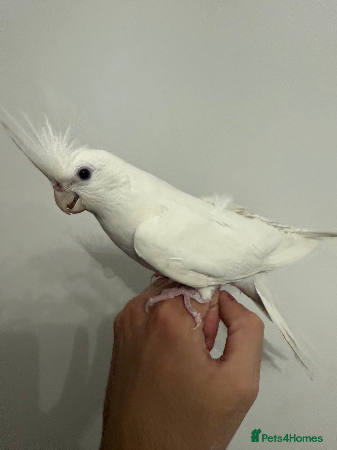 Cockatiels birds for sale: Beautiful Cockatiels for sale  - Advert 9