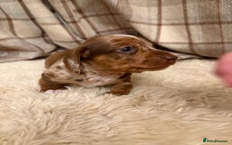 Miniature Dachshund dogs for sale: Miniature dachshund - Image 9