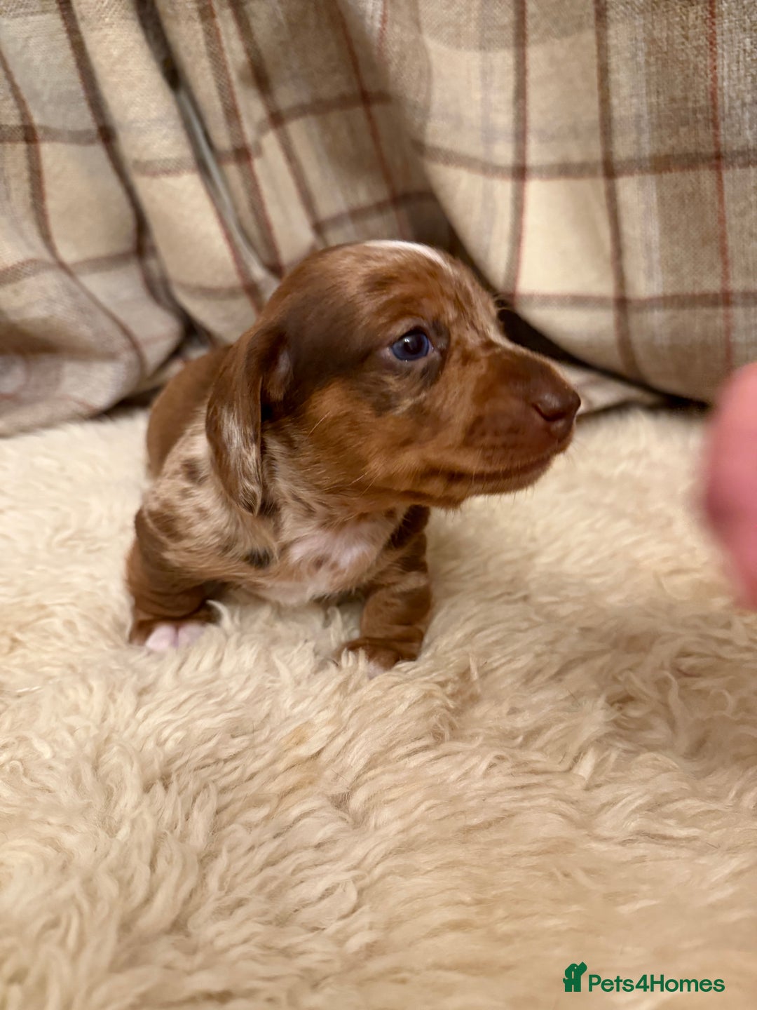 Miniature Dachshund dogs for sale: Miniature dachshund - Image 9