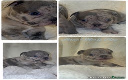 French Bulldog dogs for sale: Lilac blue eyed litter of 6. DWKC registered  - Image 8