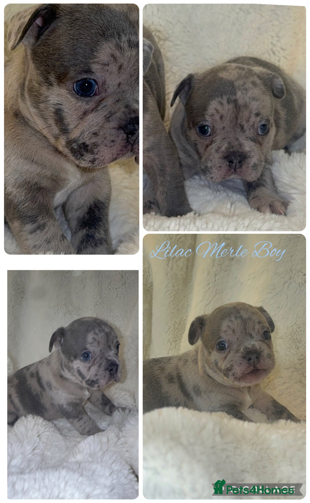 French Bulldog dogs for sale: Lilac blue eyed litter of 6. DWKC registered  - Image 8