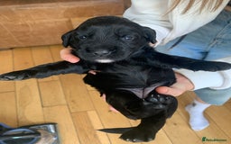 Sprocker dogs for sale: Gorgeous sprocker spaniel puppies  - Image 7
