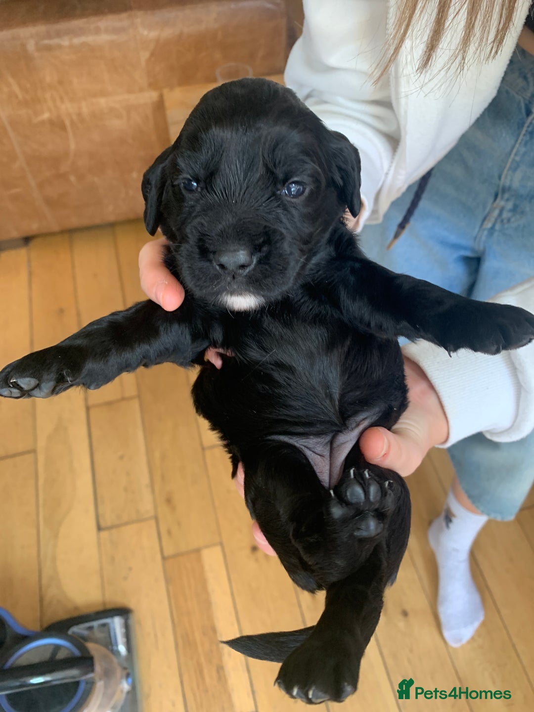 Sprocker dogs for sale: Gorgeous sprocker spaniel puppies  - Image 7