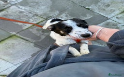 Mixed Breed dogs for adoption: Isabella - Marleborough Wiltshire  - Advert 1