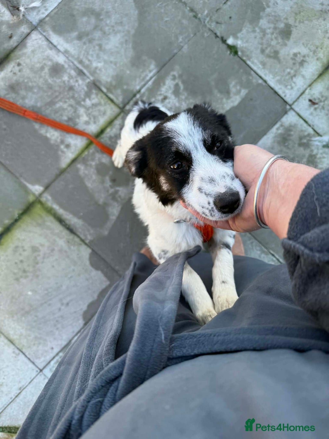 Mixed Breed dogs for adoption: Isabella - Marleborough Wiltshire  - Advert 1