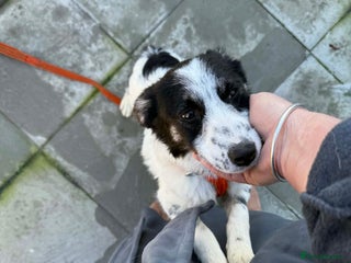 Mixed Breed dogs Isabella - Marleborough Wiltshire - Advert 1
