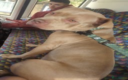 Mixed Breed dogs for sale: Cane Corso x American Bully - Image 12