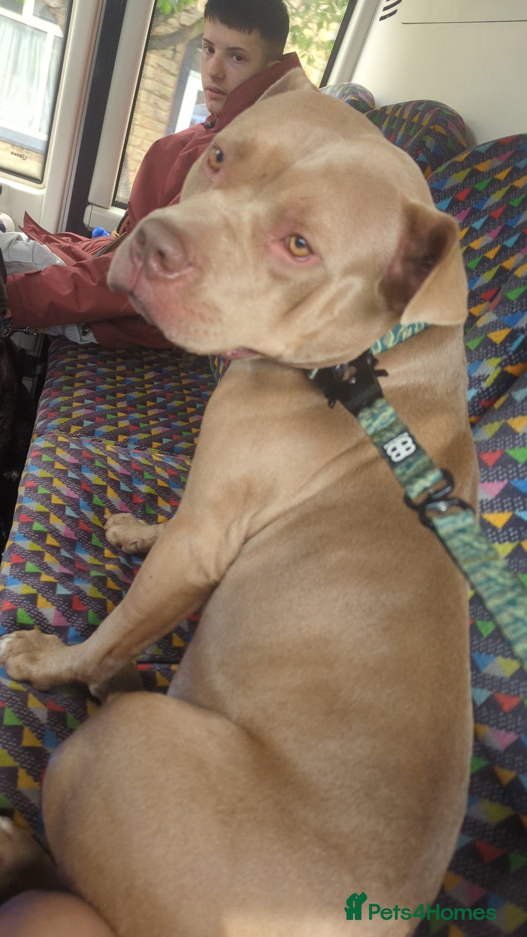 Mixed Breed dogs for sale: Cane Corso x American Bully - Image 12