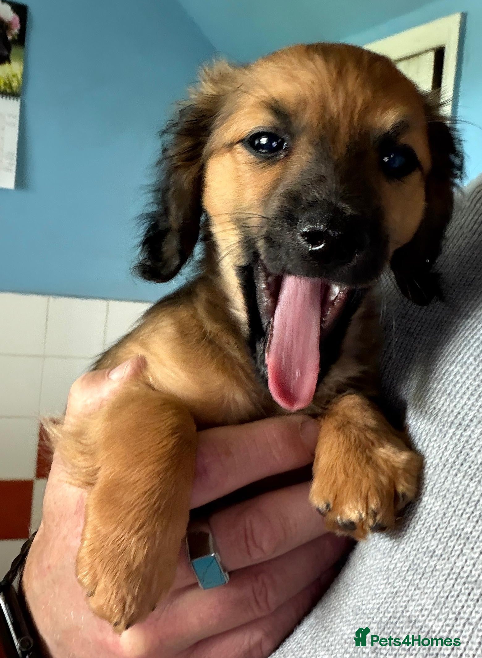 Mixed Breed dogs Long-haired Miniature Dachehund X Chipoo - Advert 2