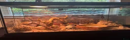 Corn Snake reptiles for sale: Corn snake for sale  in Blackburn - Advert 3