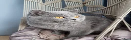 British Shorthair cats for sale: British Shorthair Healthy Vaccinated Microchipped  - Advert 18