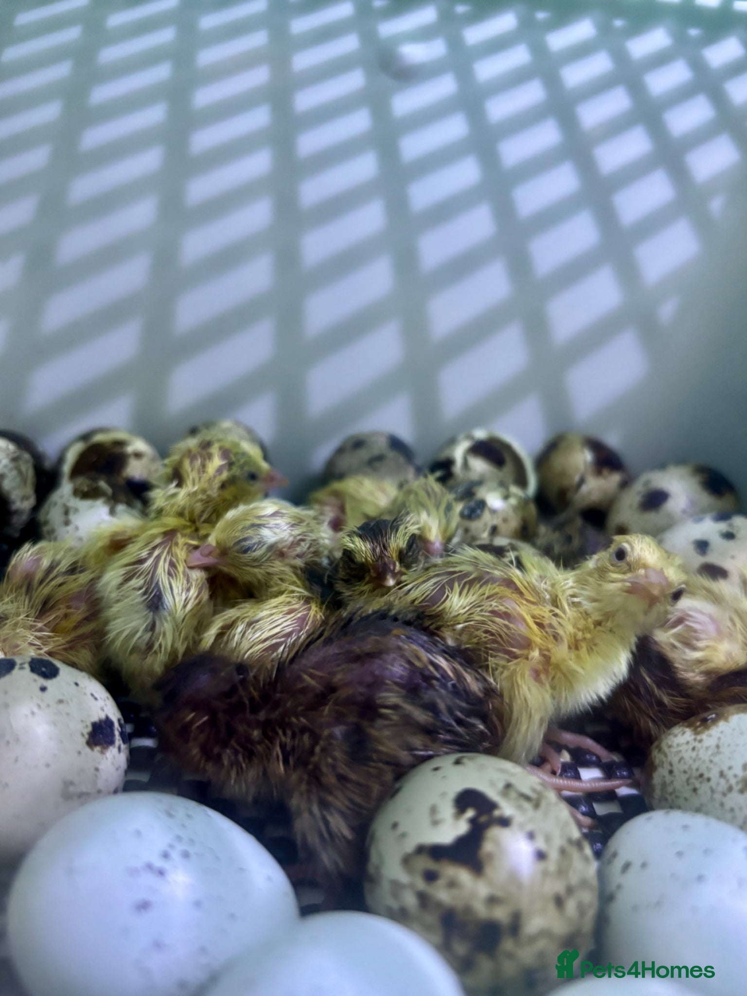 Quail poultry Mixed Coturnix Quail Chicks HATCHING STARTED 15/05 - Advert 9